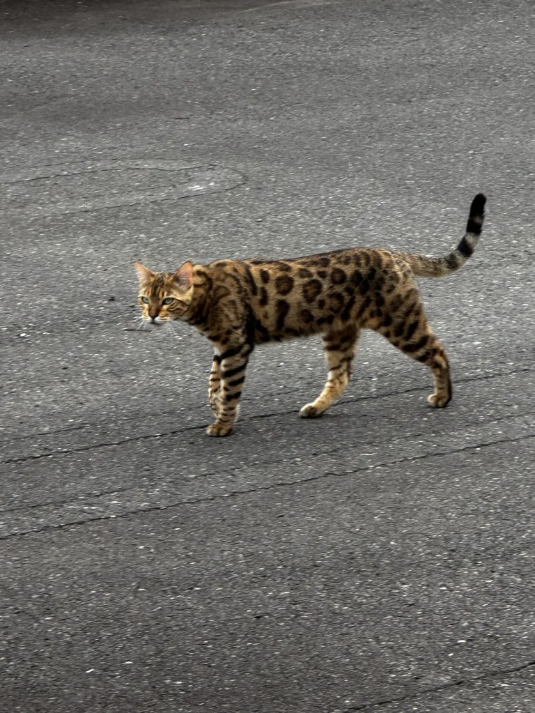 野生の？